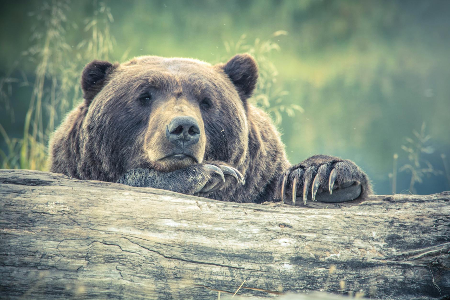 The Bear is Tired of Being Chosen. All Fucked Out.