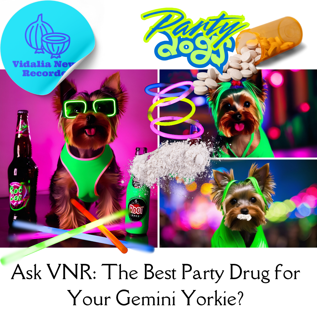 Ask a Vet: Best Party Drug for my Yorkshire Terrier? She’s a Gemini.