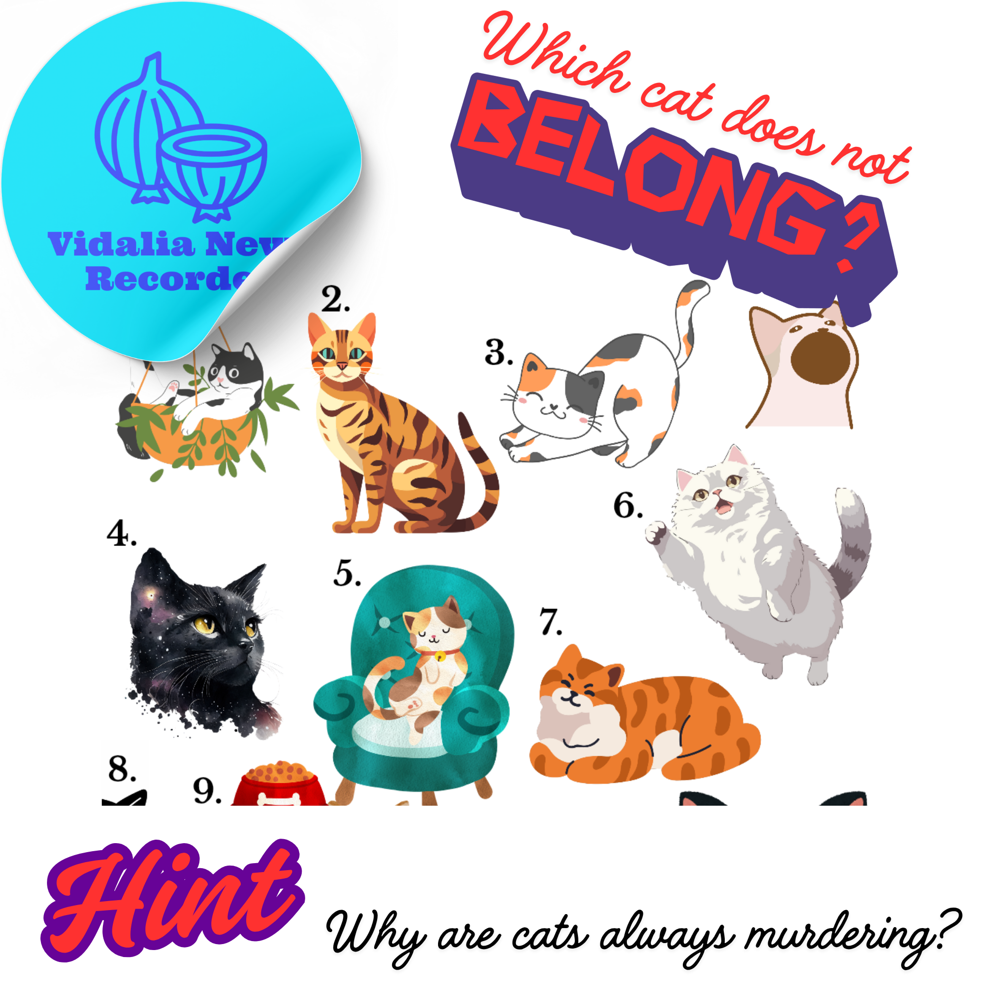 Odd One Out – House Cats Edition